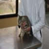 Le journal El Watan : Focus sur la Clinique des petits animaux de l’ENSV