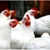 L'antibiothérapie en aviculture et ses implications