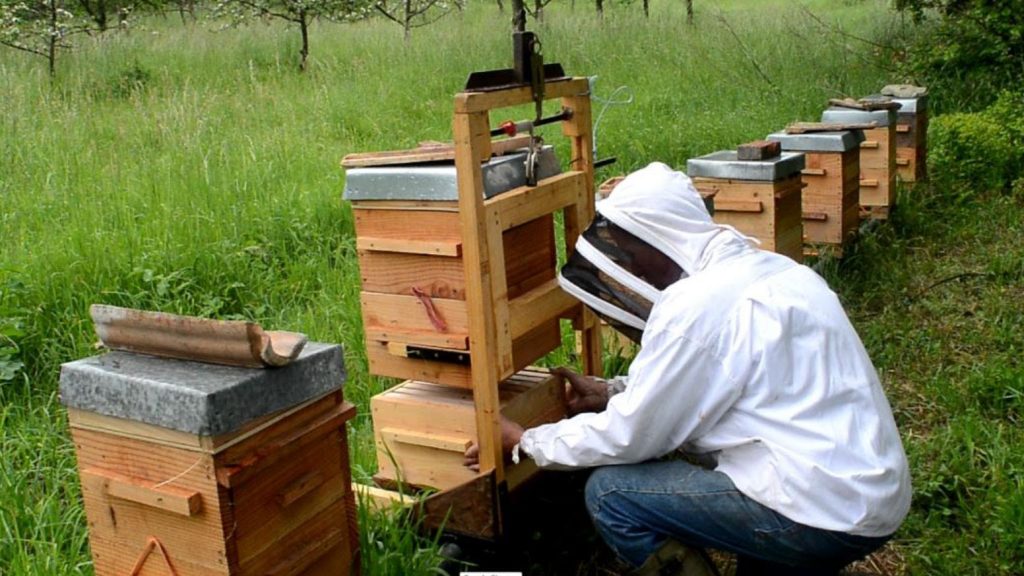 apiculture2