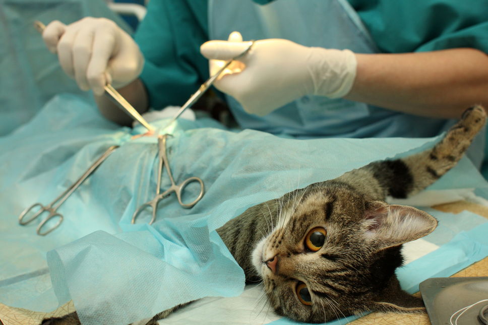 Ensv La Sterilisation Du Chat