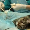La stérilisation du Chat