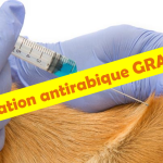 vaccination antirabique gratuite