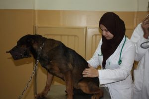 Clinique-canine-ausc-chien-600x399